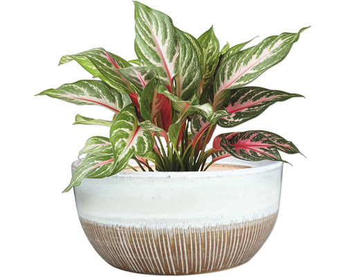 Aglaonema Zimmerpflanze in einem Topf