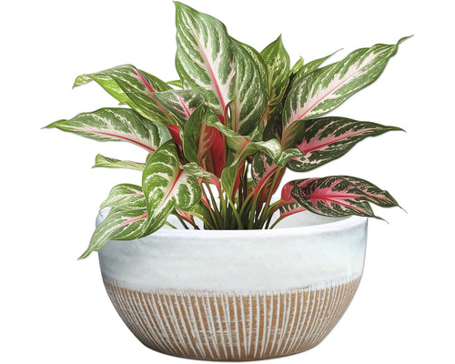 Chinesisches Schilf im Topf