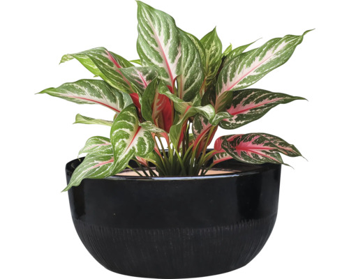 Aglaonema Pflanze in einem schwarzen Topf