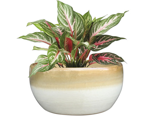 Aglaonema plante d'intérieur en pot