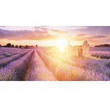 Champ de lavande avec ruine au crépuscule