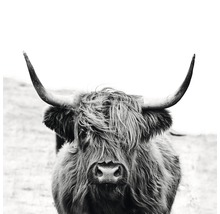 Leinwandbild Black & White Highland Beef 27x27 cm