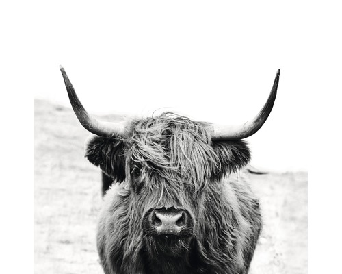 Tableau sur toile Black &White Highland Beef 27x27 cm