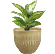 Dieffenbachia en pot