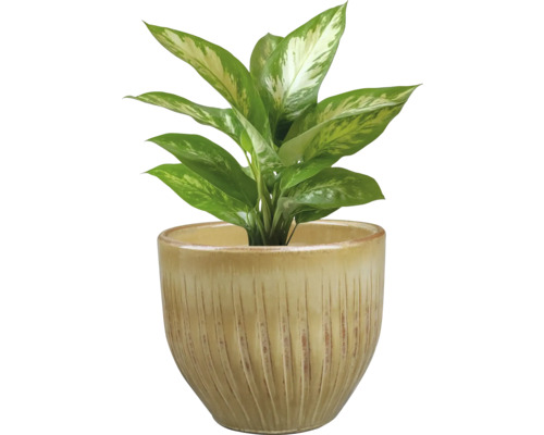 Dieffenbachia en pot