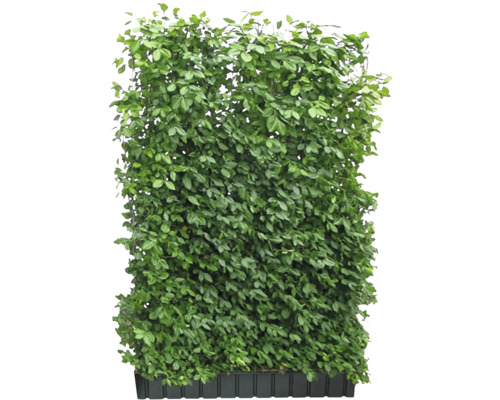 Haie artificielle avec des feuilles vertes dans une jardinière