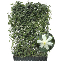 Immergrüne Kletterpflanze mit weißen Blüten im Anzuchttopf