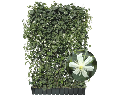 Immergrüne Kletterpflanze mit weißen Blüten im Anzuchttopf