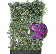 Im Bild ist eine Clematis-Hecke in einem Pflanzkasten zu sehen.
