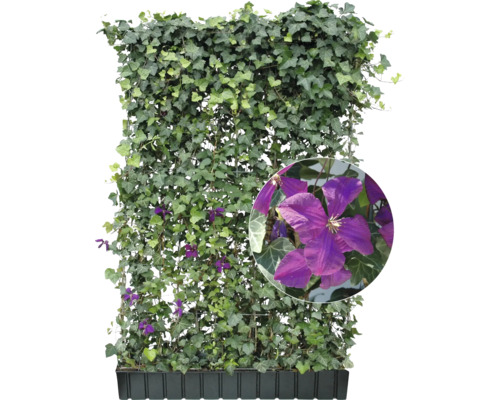 Im Bild ist eine Clematis-Hecke in einem Pflanzkasten zu sehen.