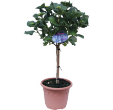 Hortensie als Hochstamm im Topf