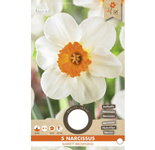 Paquet de 5 narcisses Barrett Browning