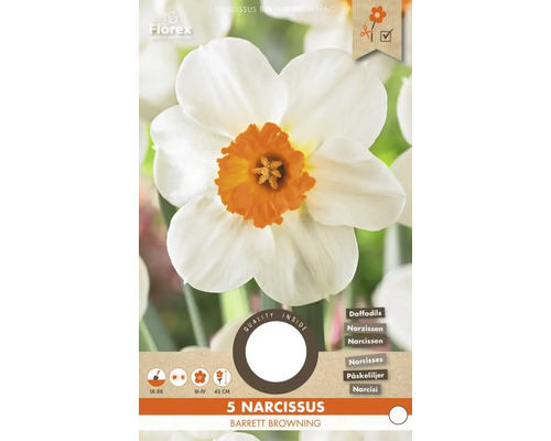 Paquet de 5 narcisses Barrett Browning