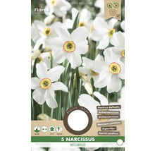 Paquet de 5 Narcissus recurvus, narcisses des poètes