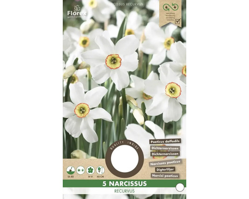 Paquet de 5 Narcissus recurvus, narcisses des poètes