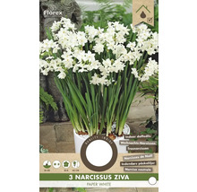Narcisses Ziva Paper White en pot pour l'intérieur