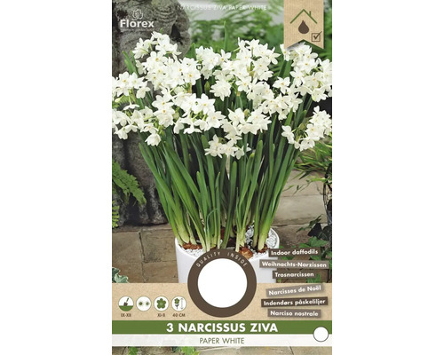 Narcisses Ziva Paper White en pot pour l'intérieur