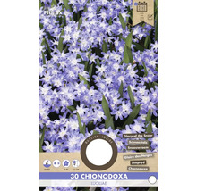 Paquet de 30 Chionodoxa Luciliae, connu sous le nom de Gloire des neiges