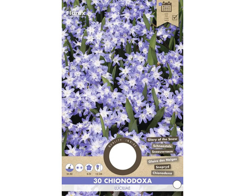 Paquet de 30 Chionodoxa Luciliae, connu sous le nom de Gloire des neiges