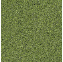 Nahaufnahme von Rasen