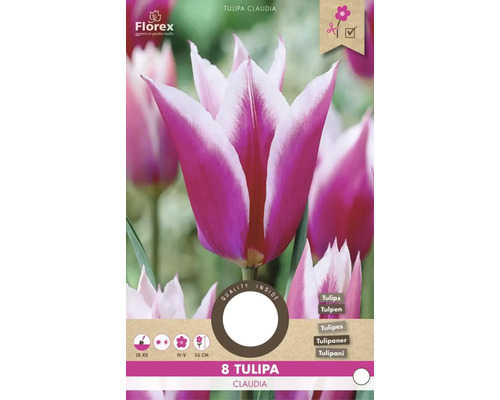 Tulipe Claudia, paquet de huit bulbes