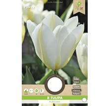Paquet de 8 bulbes de tulipes Tulipa Purissima