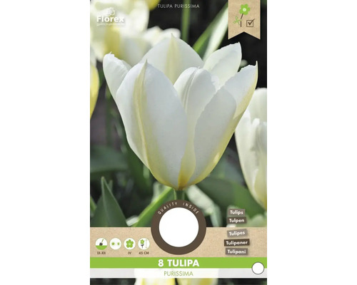 Paquet de 8 bulbes de tulipes Tulipa Purissima