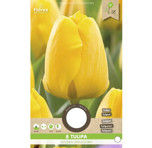 Goldene Apeldoorn Tulpe, 8 Stück