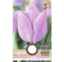 Tulpe Candy Prince, Blumenzwiebelpackung für niedrige Tulpen