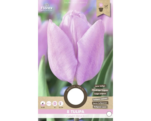 Tulpe Candy Prince, Blumenzwiebelpackung für niedrige Tulpen