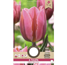 Verpackung mit 6 Tulpen der Sorte Pretty Princess