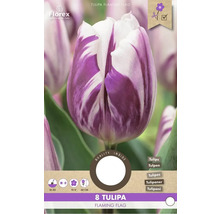 Bulbes de tulipes Flaming Flag, période de plantation de septembre à décembre, période de floraison d'avril à mai