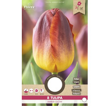 Paquet de bulbes de tulipes Tulipa Amber Glow avec huit pièces