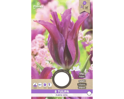 Emballage de huit tulipes de la variété Purple Doll