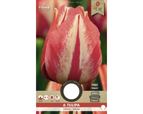 Bulbes de tulipes 'Spryng break' 6 pièces Tulipa Spring Break, paquet de six bulbes de fleurs