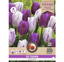 Tulipa Nova Mix Packung mit Blumenzwiebeln