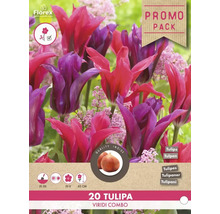 20er Pack Tulipa Viridi Combo Tulpenzwiebeln