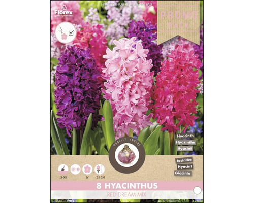 Blumenzwiebel Hyazinthe ' Red dream mix ' 8 Stück Verpackung mit Hyazinthen Red Dream Mix