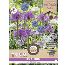 Florex Allium Bee Delight Mix Packung mit Zierlauch Blumenzwiebeln