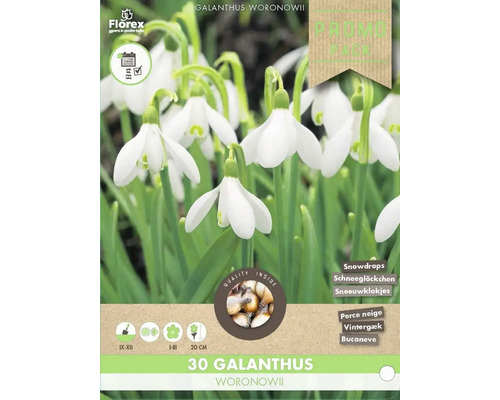 Blumenzwiebel Schneeglöckchen 'Woronowii' 30 Stück Verpackung Schneeglöckchen Galanthus Woronowii, 30 Stück
