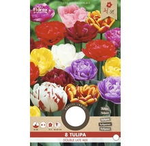 Verpackung mit Tulpen der Sorte Double Late Mix