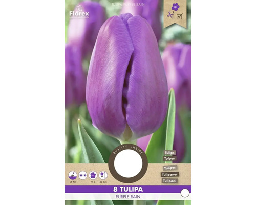Paquet de 8 tulipes Purple Rain