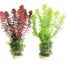 Zwei Aquarienpflanzen als Dekoration für Aquarien