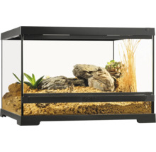 Terrarium avec plantes et pierres