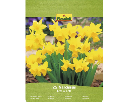 Narcisses FloraSelf Tête à Tête, lot de 25 pièces