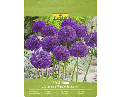 Bulbes d'ail d'ornement FloraSelf 'Purple Sensation' 20 pièces Paquet de 20 bulbes d'Allium aflatunense Purple Sensation