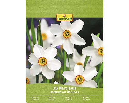 Blumenzwiebel Narzisse FloraSelf 'Recurvus' 15 Stück FloraSelf Packung mit 15 Narzissen poeticus var Recurvus