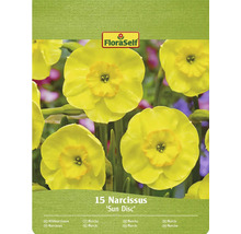 Paquet de 15 narcisses de la variété Sun Disc