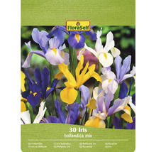 FloraSelf Mélange d'iris de Hollande, lot de 30