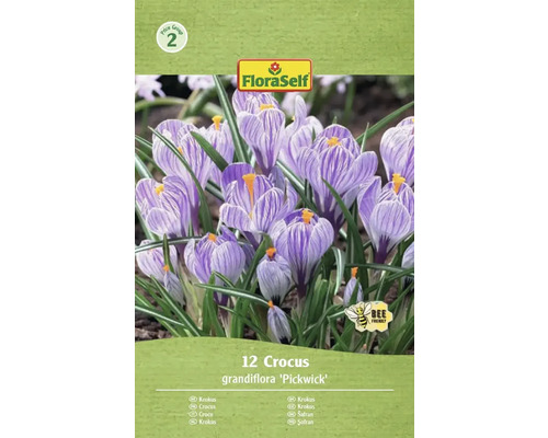 Bulbes de crocus FloraSelf 'Pickwick' 12 pièces Paquet de 12 crocus de l'espèce Grandiflora 'Pickwick' avec le logo FloraSelf et le symbole 'Respectueux des abeilles'